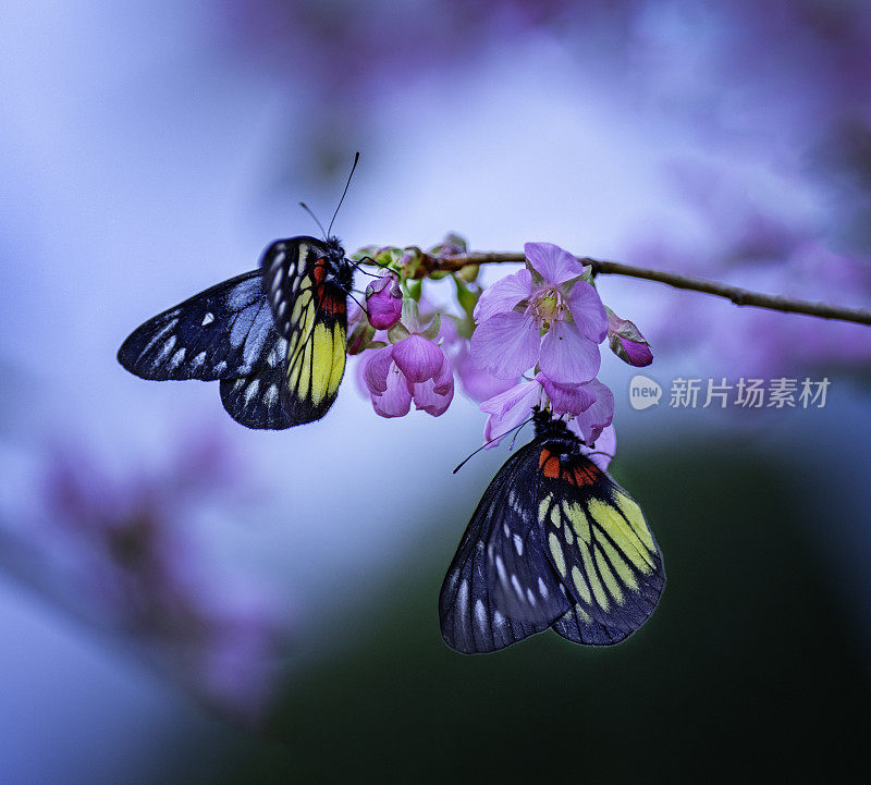 蝴蝶和盛开的樱花