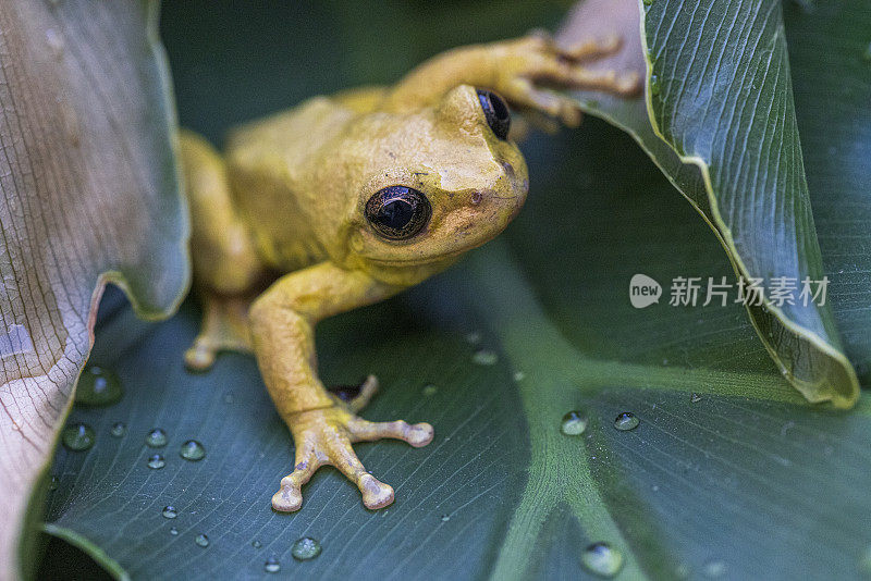 墨西哥的青蛙