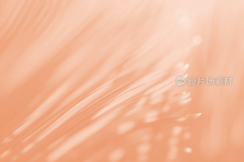 棕榈树叶抽象桃色绒毛阳光丛林粉彩橙色珊瑚背景可爱阳光明媚热带春夏秋叶花叶图案浅色自然热带纹理2024年流行色特写