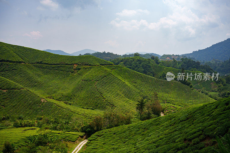 马来西亚金马仑高地的茶园