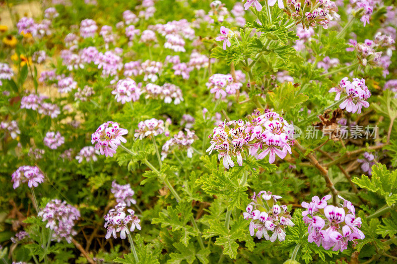 希腊克里特岛Rethymnon镇的Pelargonium“citrosum”