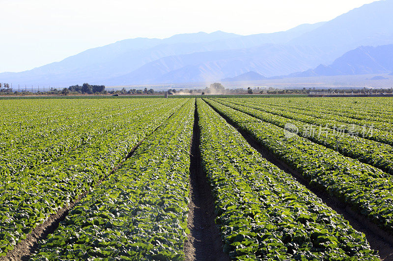 在加州科切拉山谷种植生菜