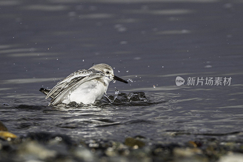 在加拿大不列颠哥伦比亚省三角洲边界湾的海岸线上，一只鹬正在洗澡。