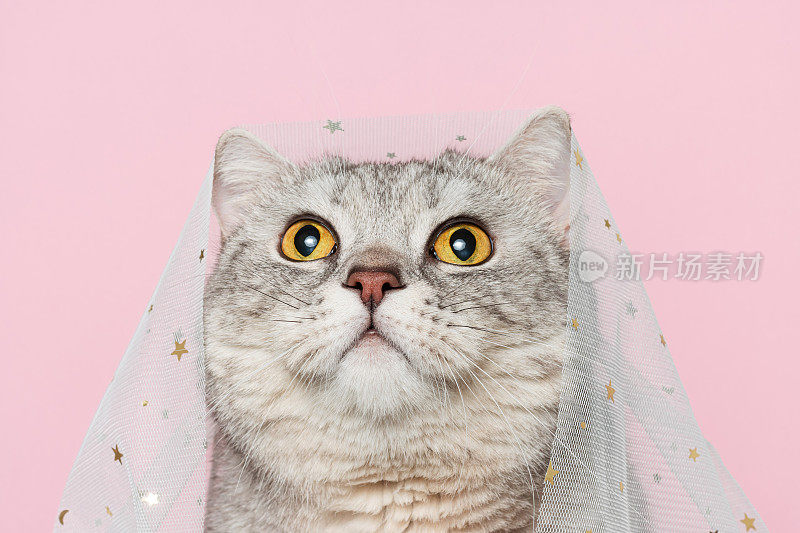 有趣的猫在白色面纱在粉红色的背景