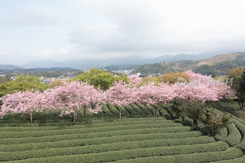 樱桃有机茶山鸟瞰图