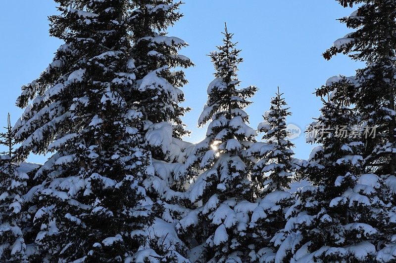 瑞士阿尔卑斯山上的一棵冷杉树