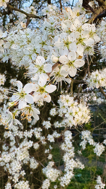 白色的花朵