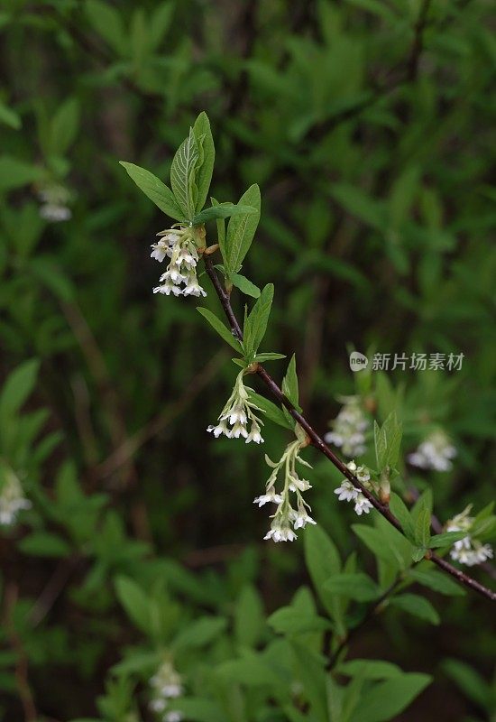 加拿大早春的欧索浆果花