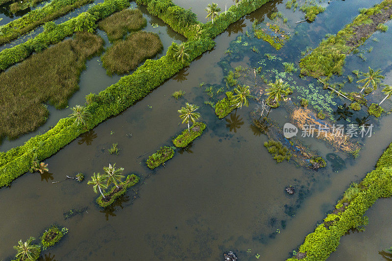 越南金茂省广泛的虾养殖泻湖和典型的水草