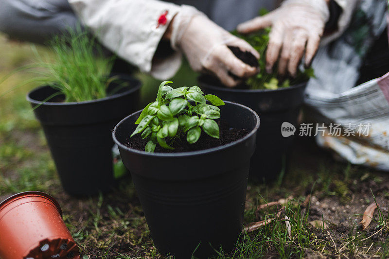 种植草药:一个无法辨认的女人在家里种植的手，特写