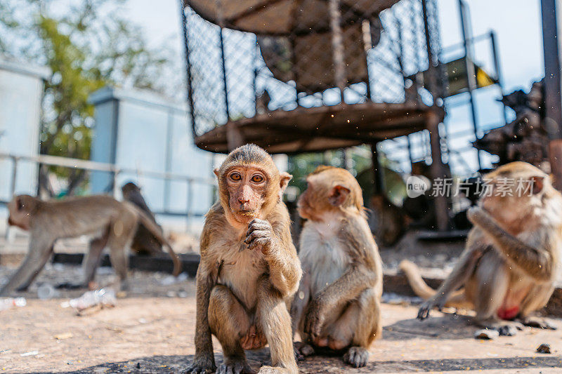 一群猴子在泰国华富里街头吃东西