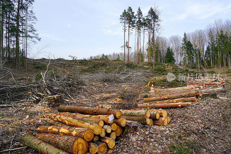 砍伐森林破坏自然生态系统，导致全球气候变化