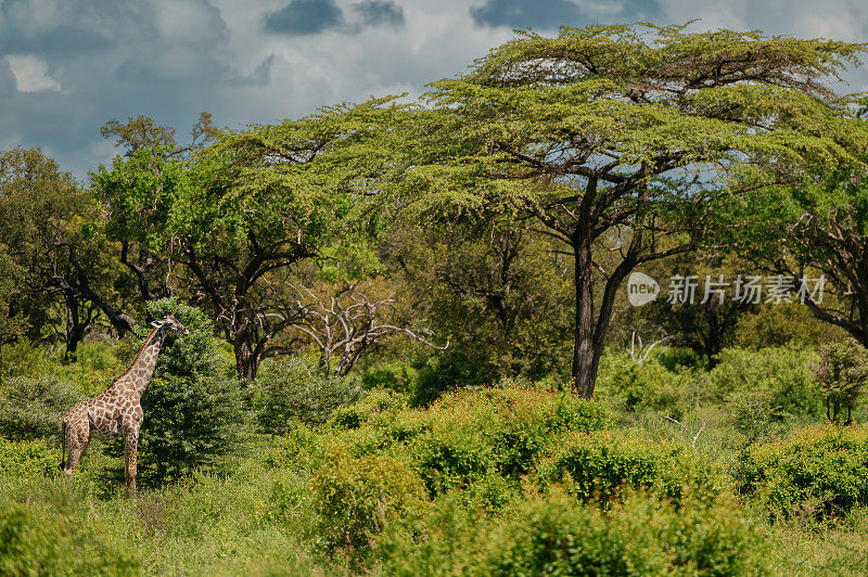 长颈鹿在它们真正的栖息地。非洲大草原上的长颈鹿。坦桑尼亚的长颈鹿
