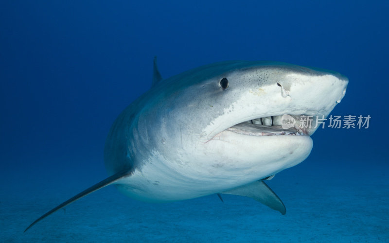 水下虎鲨的特写照片