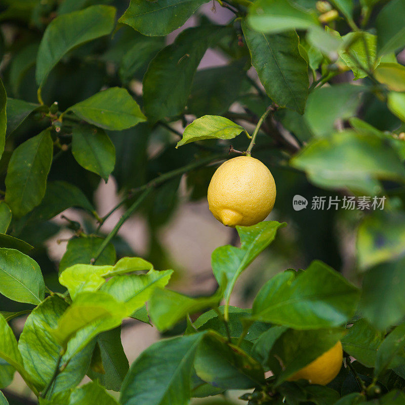 柠檬树。一串成熟的柠檬