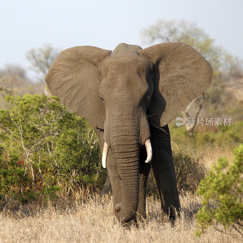 克鲁格国家公园的非洲象
