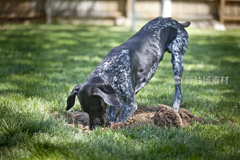 挖掘的狗