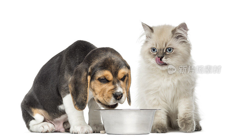 小狗和小猫坐在狗碗前