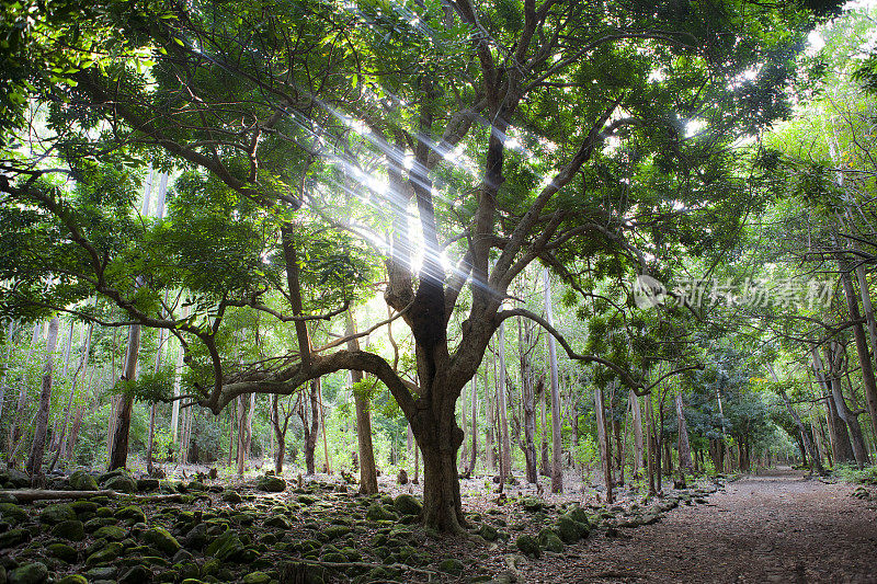 毛里求斯森林里的一棵大树