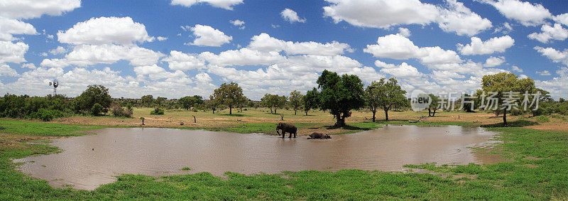 全景自然全景照片，与非洲象游泳和饮水