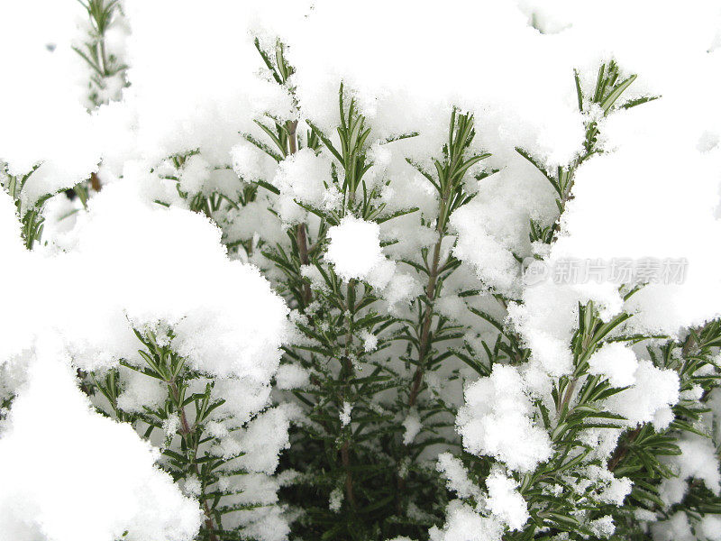 雪下的迷迭香