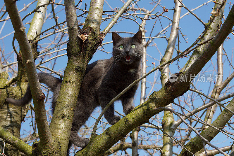 猫在树