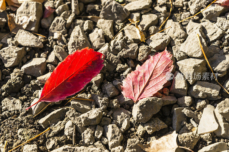 前和背面的红叶在秋天-中西部