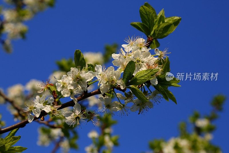 梅花开花春意盎然