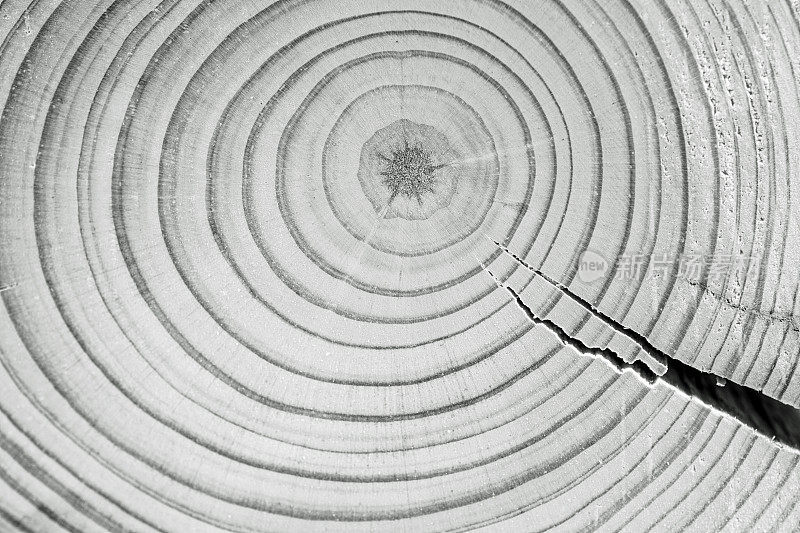 近距离拍摄一棵松树上的黑白木材年轮