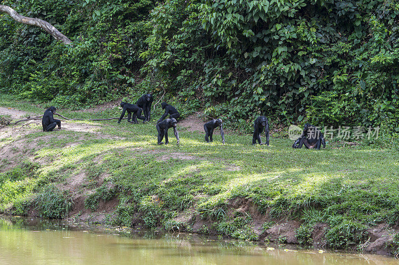 河边的倭黑猩猩群(侏儒黑猩猩)