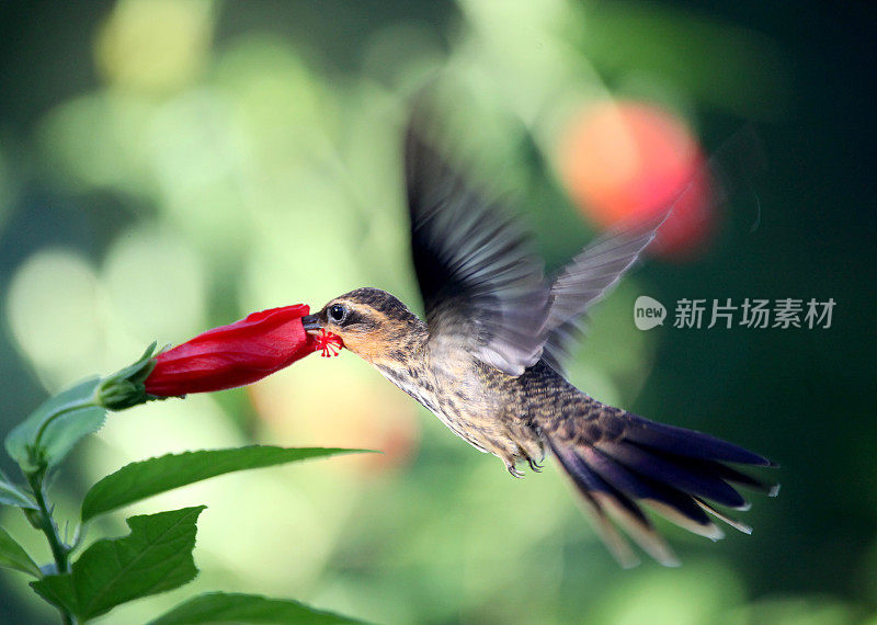 蜂鸟,隐士