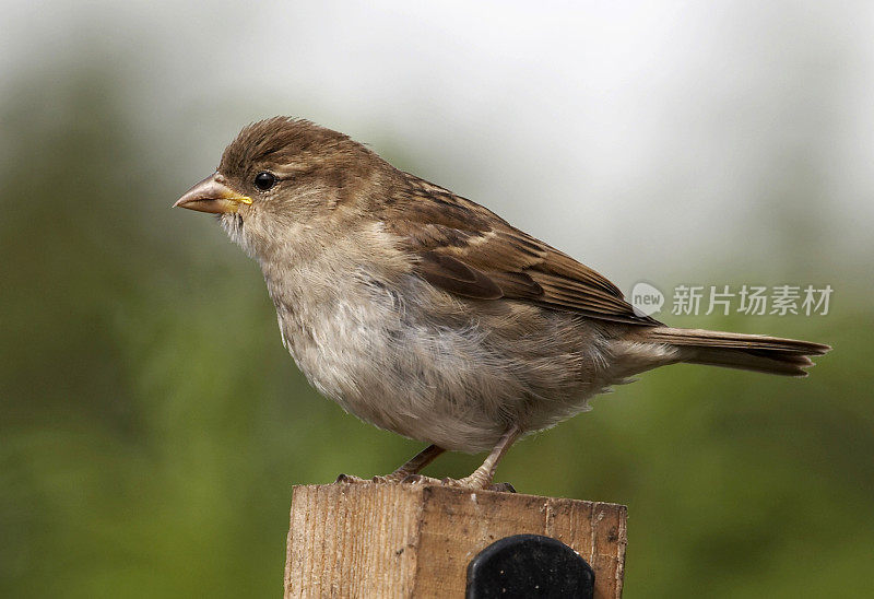 栖息的麻雀