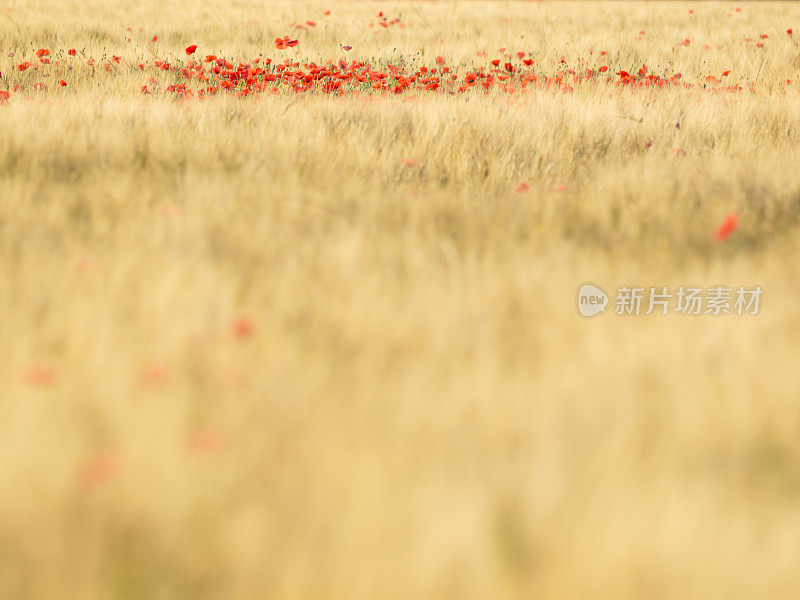 远处的麦田里聚焦着红色的罂粟花