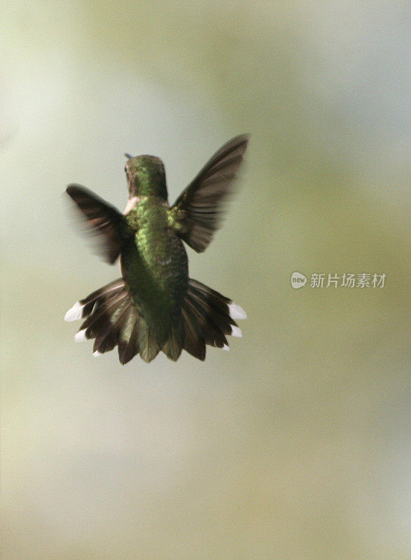 蜂鸟从后面