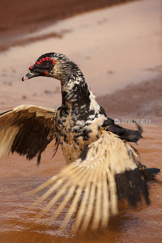 鸟浴:番鸭正在用自己的翅膀清洗