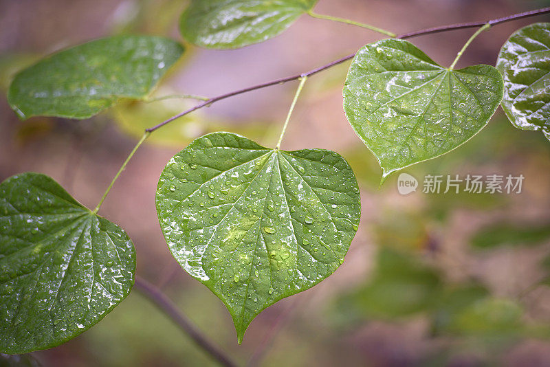 雨点落在紫荆叶上