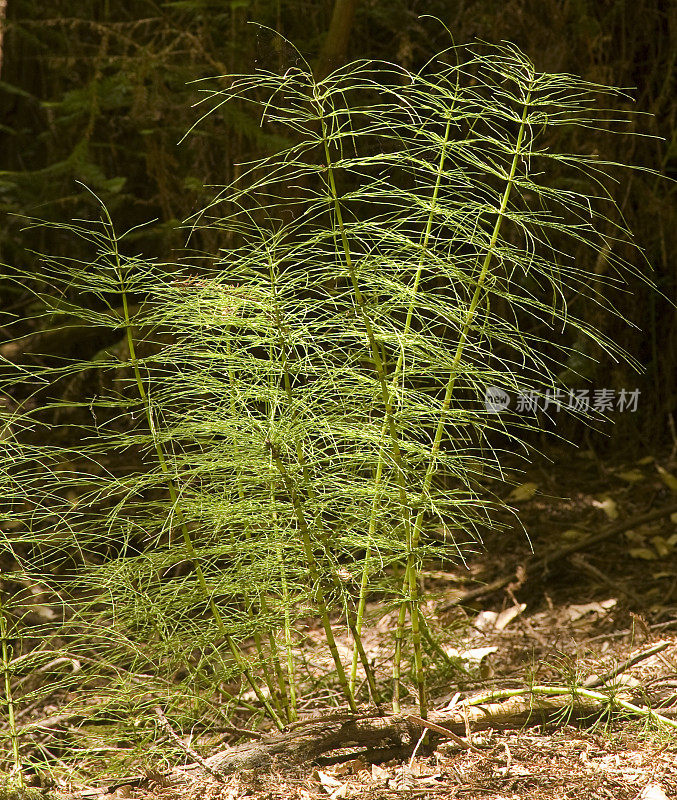 阳光下的马尾植物