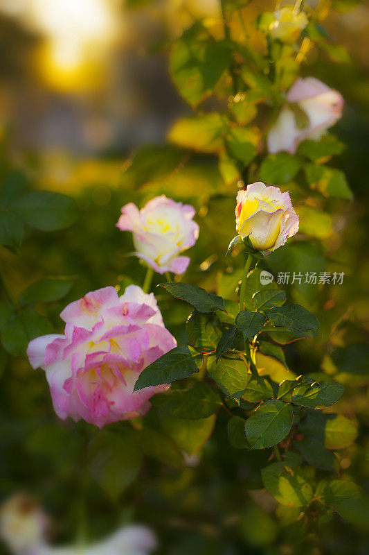玫瑰花园日落