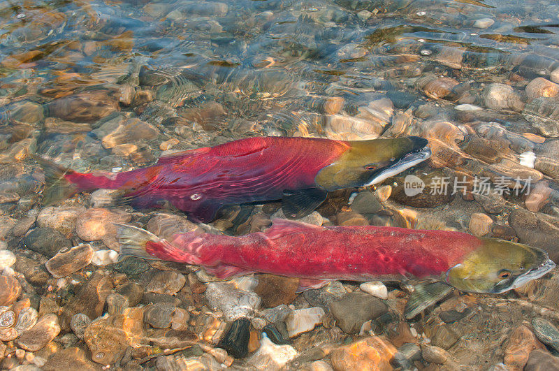 逆流而上的红鲑鱼。