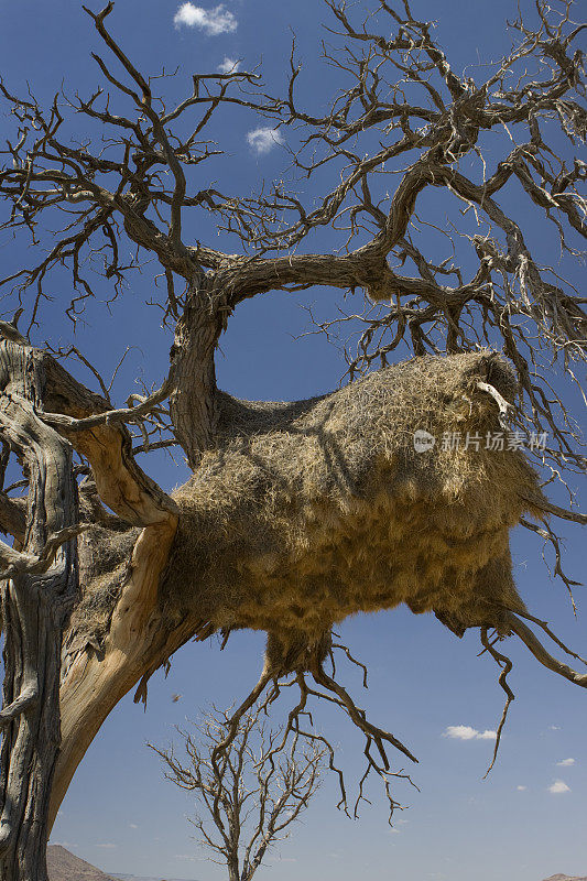 纳米布沙漠中巨大的群居编织巢