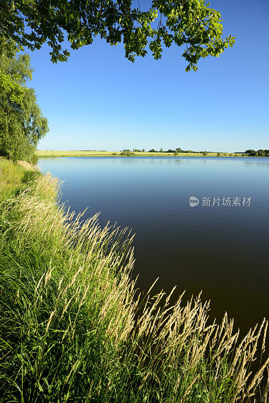 夏日风景，蓝天下，静湖芦苇