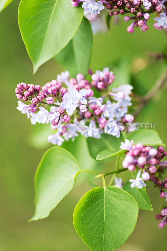 紫丁香在春天开花