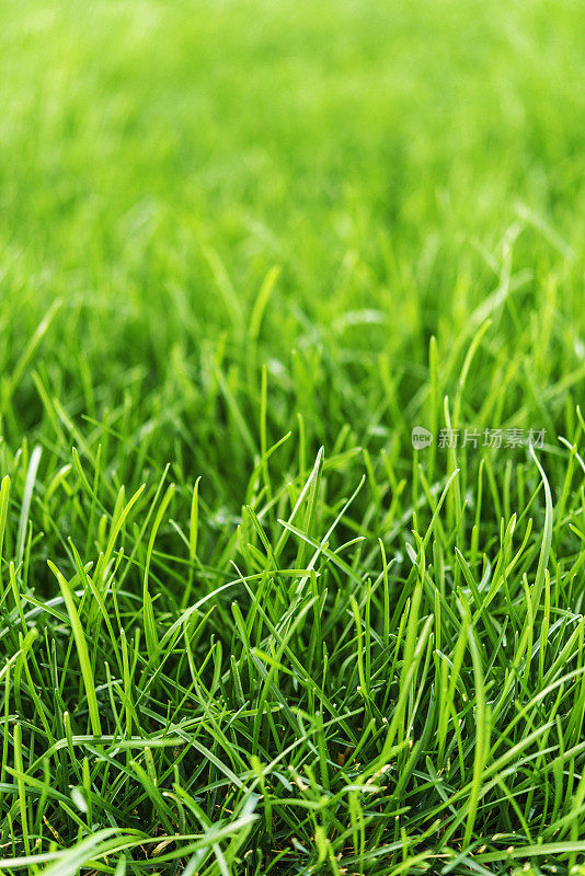茂盛的绿草在阳光下生长。绿色背景