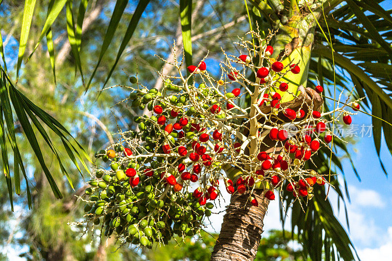 枣椰树水果