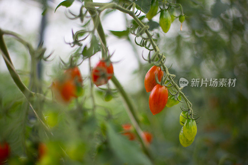 在温室中种植番茄