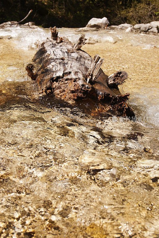 卡温德尔山溪中的枯树树干