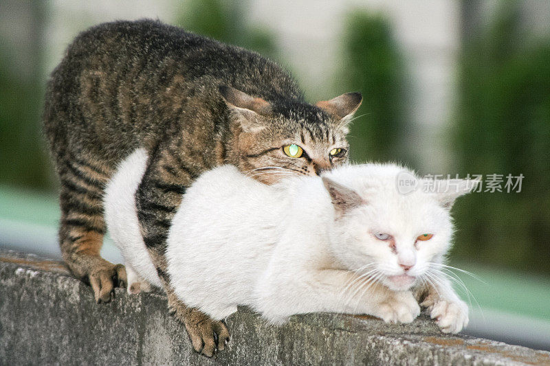 家猫交配