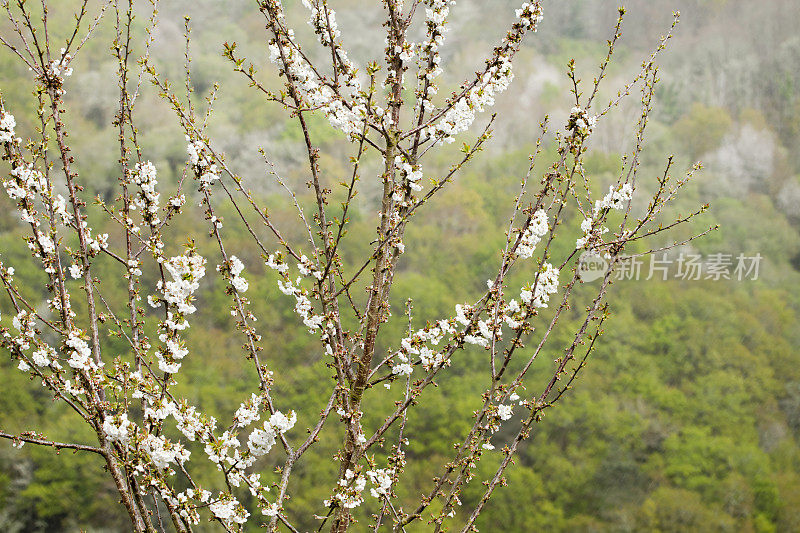 樱花树白，森林背景绿。