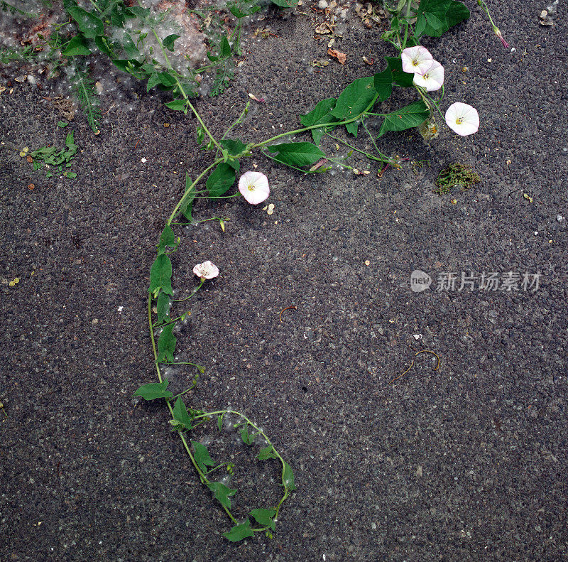 旋花植物。