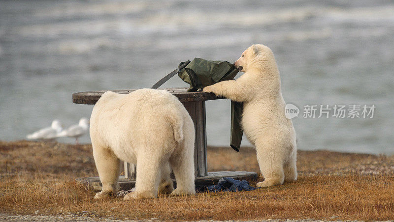 北极熊幼崽在北极和背包玩耍